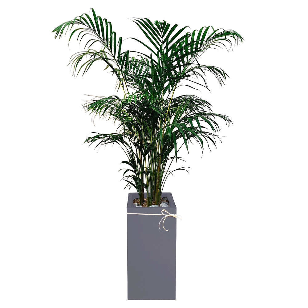 Areca Palm