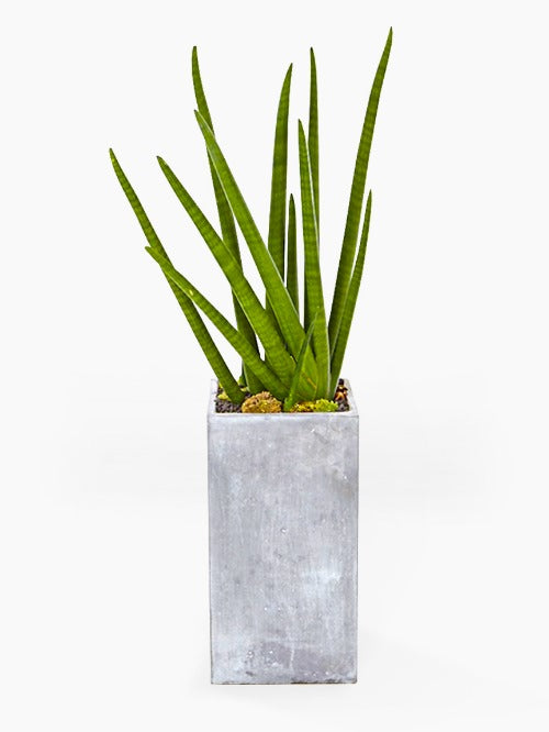 Sansevieria