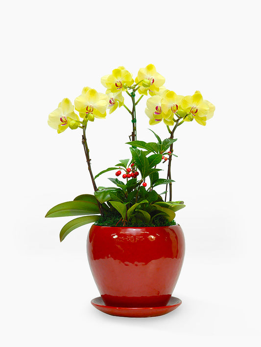 Yellow Phalaenopsis Orchid