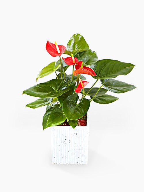 Mini Anthurium