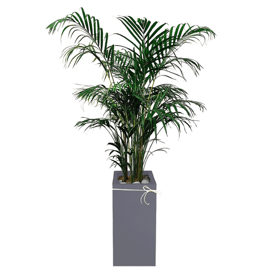 Areca Palm