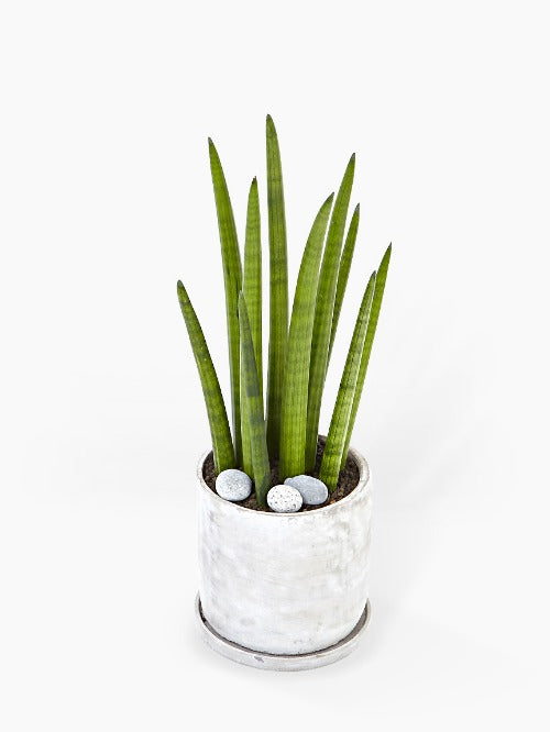 Mini Sansevieria