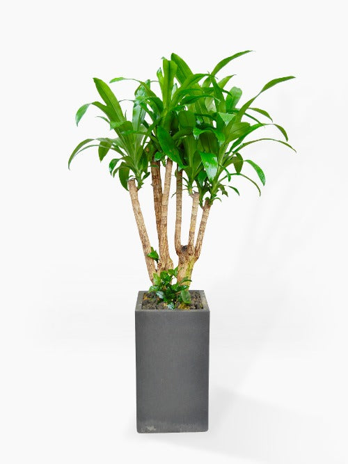 Dracaena Massangeana