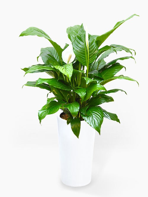 Spathiphyllum (Peace Lily)