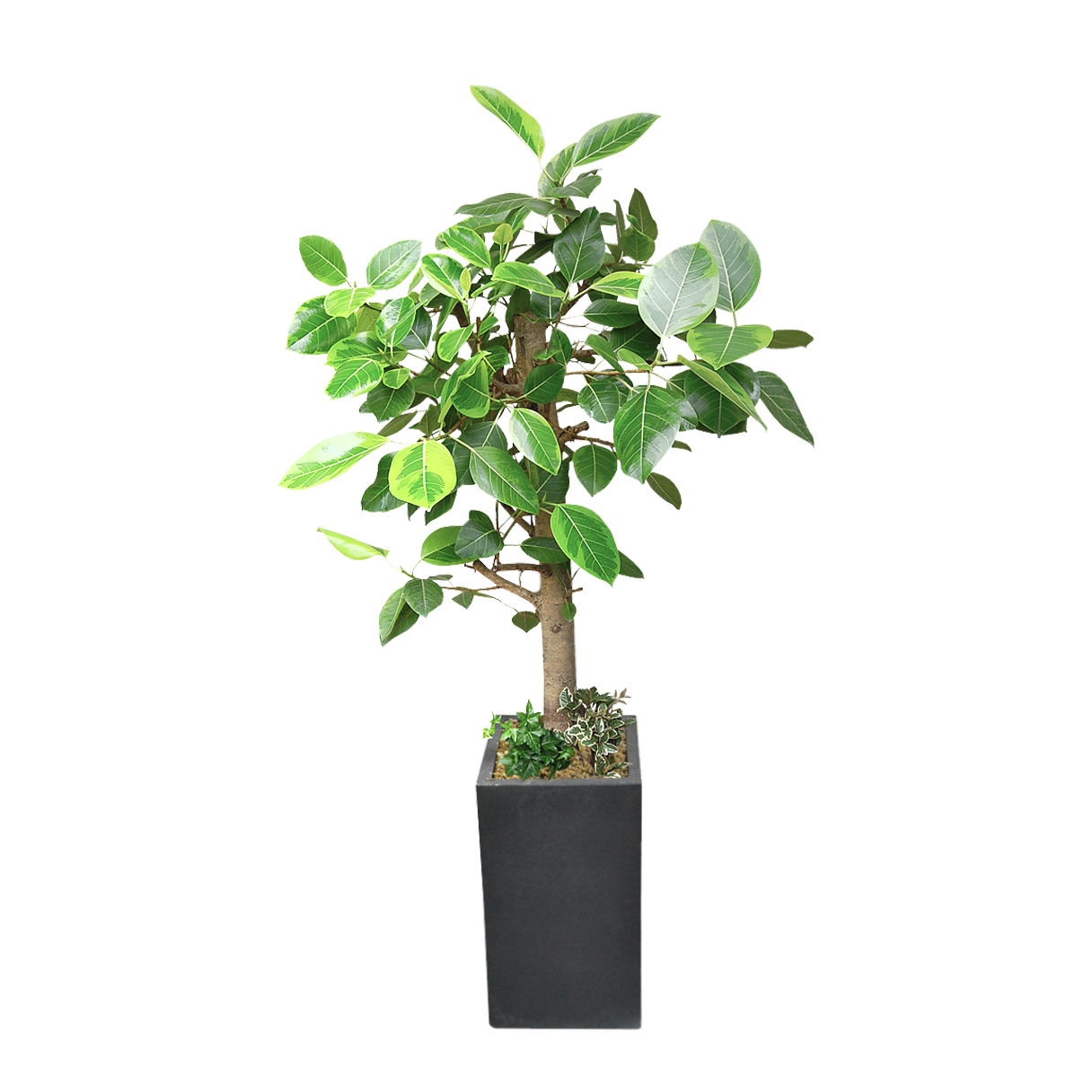 Bengal Rubber Tree