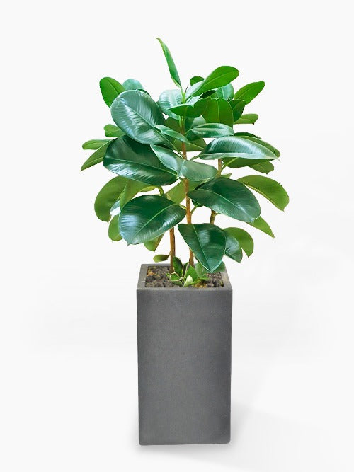 Rubber Tree in Cement Pot