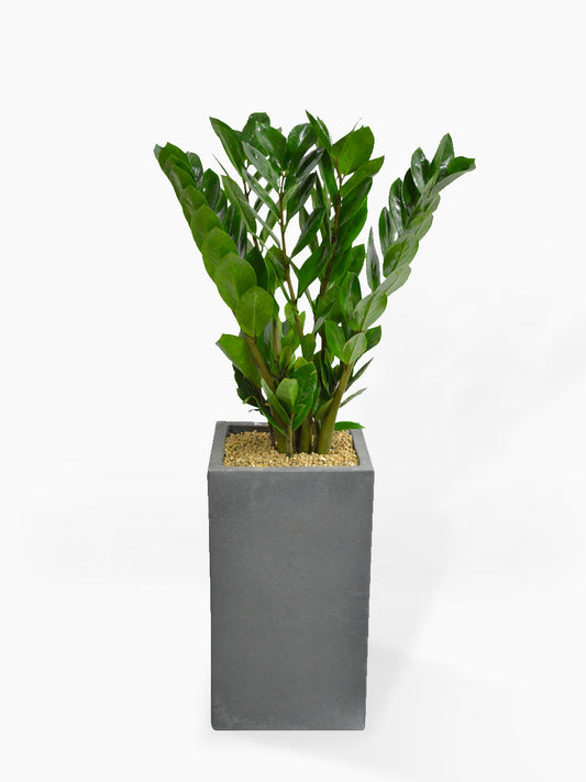 ZZ Plant in Cement Pot